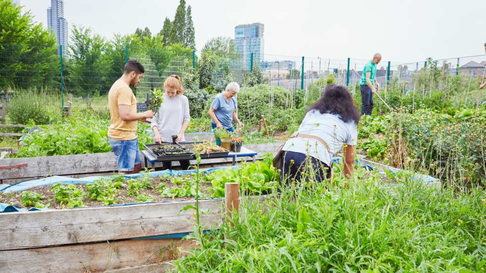group of people working on urban allotment